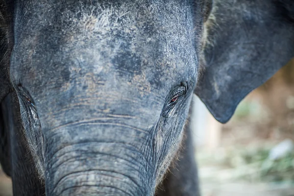 Srí Lanka-i elefánt — Stock Fotó