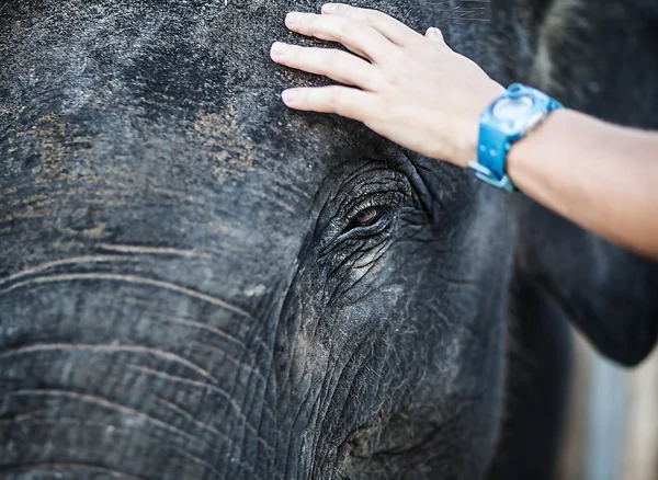 Éléphant du Sri Lanka — Photo