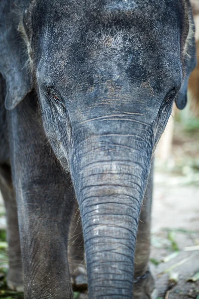 Elefante de Sri Lanka —  Fotos de Stock
