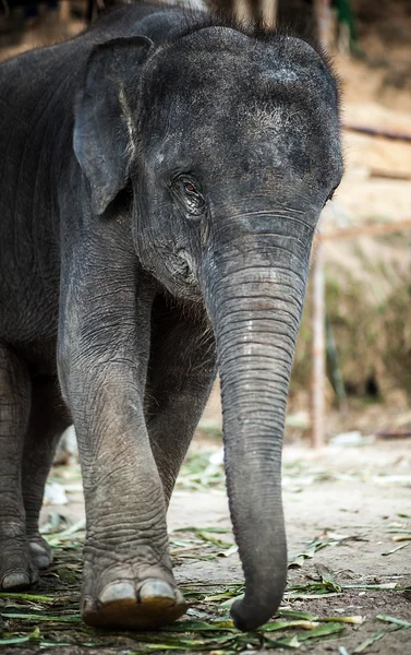 Sri Lankalı fil — Stok fotoğraf
