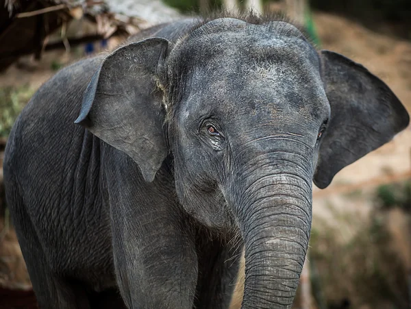 Sri lankan elephant — Stock Photo, Image