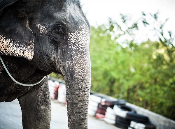 Elefante do Sri Lanka — Fotografia de Stock