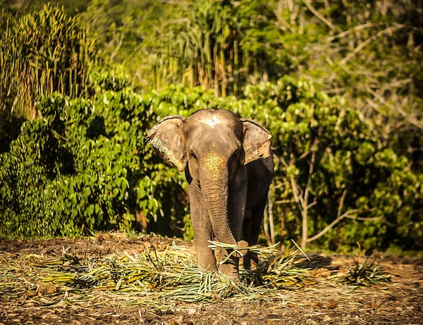 Sri lankan elephant — Stock Photo, Image