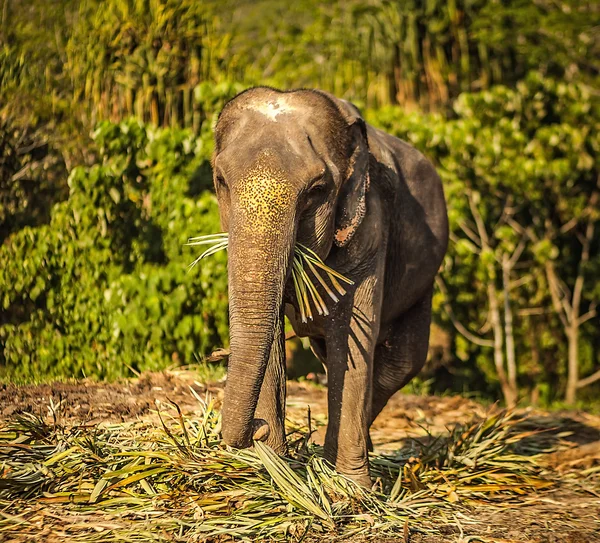 Sri Lankaanse olifant — Stockfoto