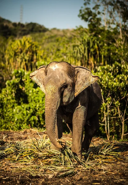 Srílanské slon — Stock fotografie