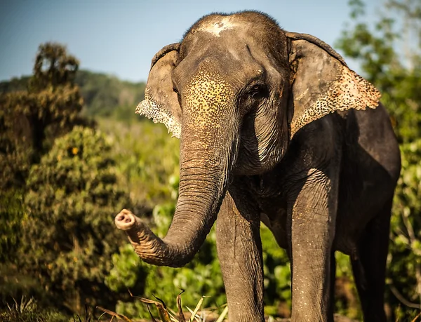 Sri Lankaanse olifant — Stockfoto