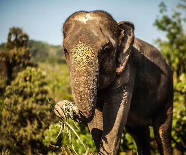 스리랑카 코끼리 — 스톡 사진