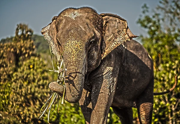 Sri lankan elephant — Stock Photo, Image