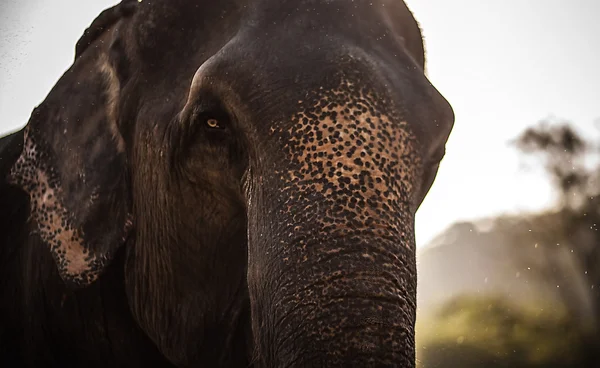 Sri-lankischer Elefant — Stockfoto