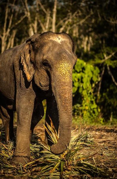 Słoń Sri Lanki — Zdjęcie stockowe