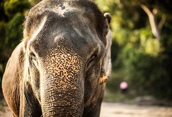 Sri lankan elephant — Stock Photo, Image