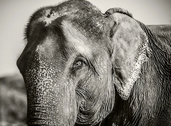 斯里兰卡的大象 — 图库照片