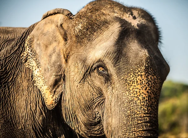 Sri lankan elephant — Stock Photo, Image