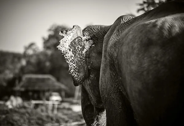 Sri lankan elephant — Stock Photo, Image