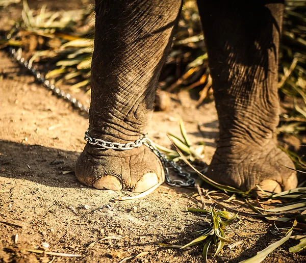 スリランカの象。チェーン上の脚 — ストック写真
