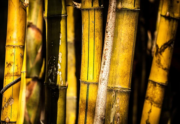 Yakın çekim bambu — Stok fotoğraf