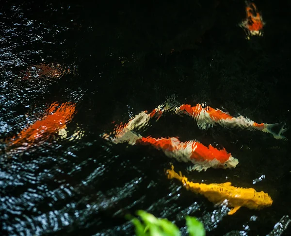 Ikan Koi berenang di kolam — Stok Foto