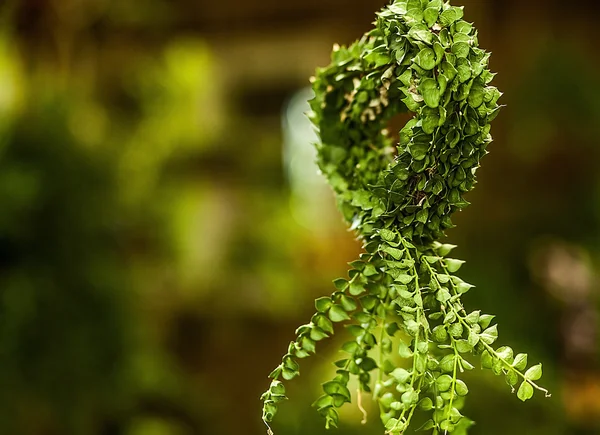 Anlagda blomma trädgård — Stockfoto