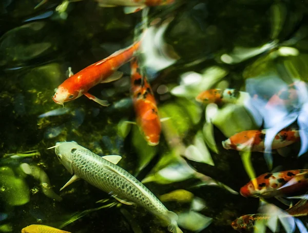 Ikan Koi berenang di kolam — Stok Foto