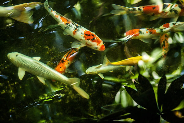Koi fish swim on the pond