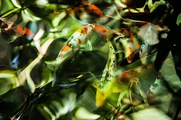 Peixes Koi nadam no lago — Fotografia de Stock