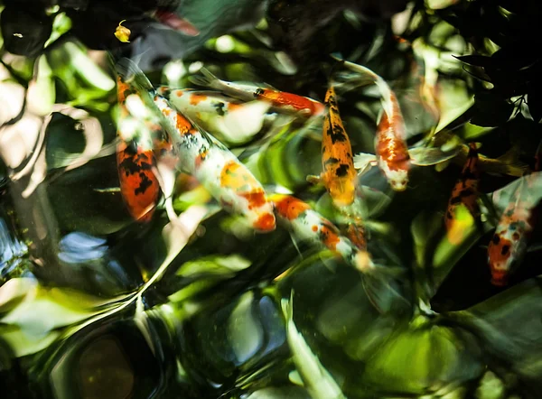 Koi peces nadan en el estanque —  Fotos de Stock