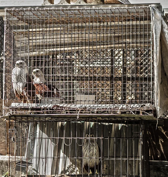 Птицы в клетке — стоковое фото