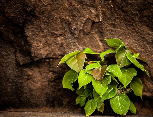 La planta Verde sobre la pared vieja — Foto de Stock