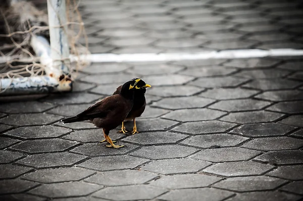 Schwarze Vögel — Stockfoto