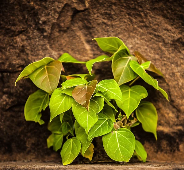 Die grüne Pflanze an einer alten Mauer — Stockfoto