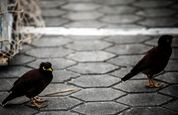 Aves negras — Fotografia de Stock