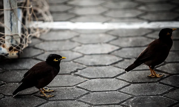 Zwarte vogels — Stockfoto