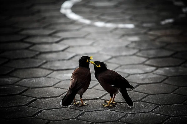 Black birds — Stock Photo, Image