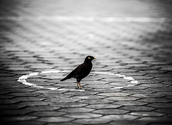 Black bird — Stock Photo, Image