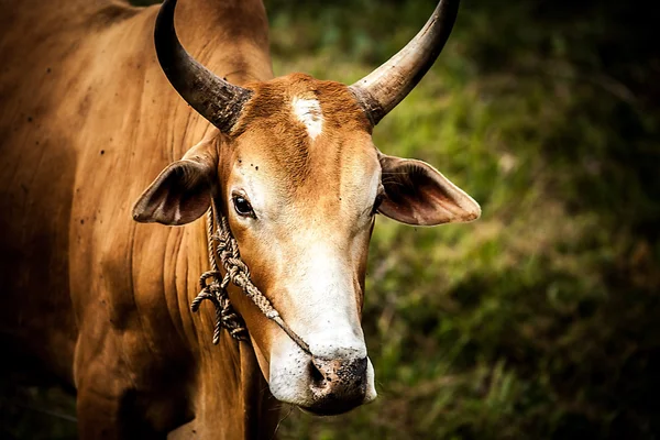 Корови на медальйоні з зеленою травою — стокове фото