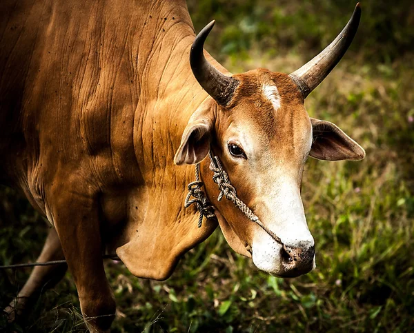 Cows on the medow with green grass — Stock Photo, Image