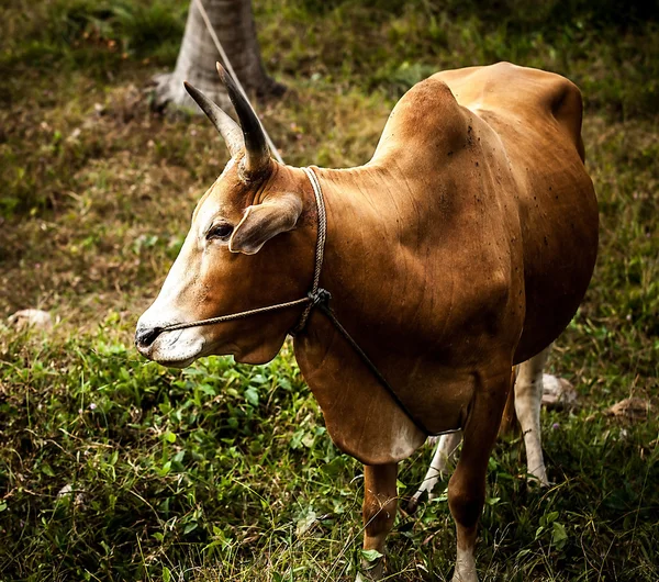 Cows on the medow with green grass — Stock Photo, Image