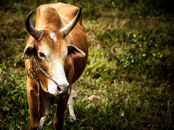 Cows on the medow with green grass — Stock Photo, Image