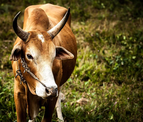 Kühe auf der Wiese mit grünem Gras — Stockfoto