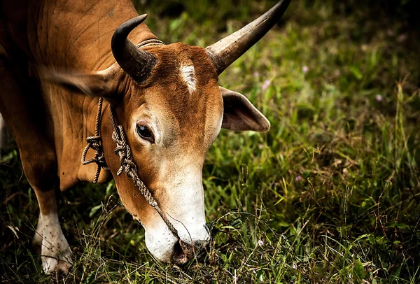 Cows on the medow with green grass — Stock Photo, Image