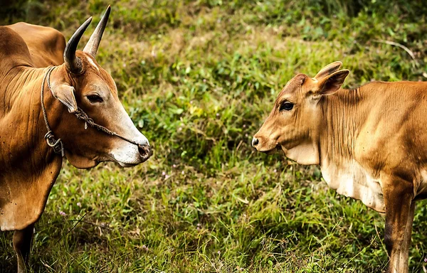 Cows on the medow with green grass — Stock Photo, Image