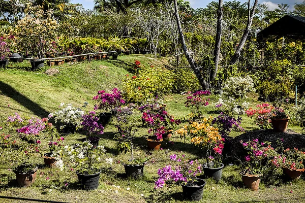 Paisagem jardim — Fotografia de Stock