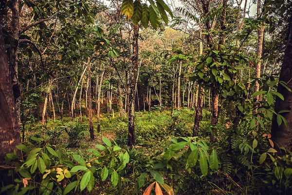 Bosque de palmeras —  Fotos de Stock