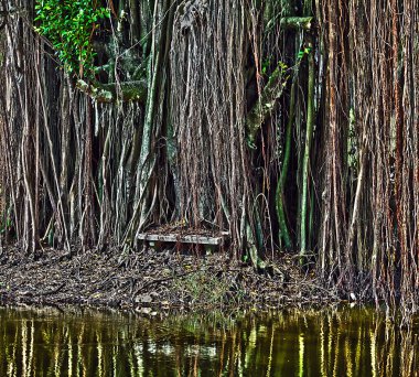 tropikal nehir, orman her iki kıyısında