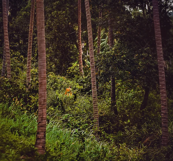 Palmer skog — Stockfoto