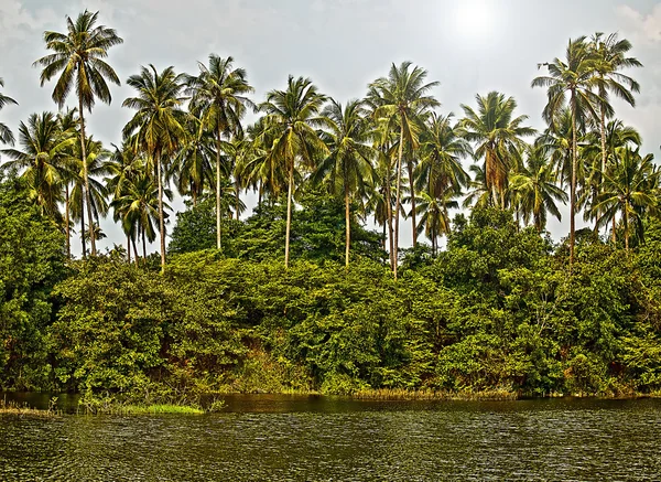 Palms forest