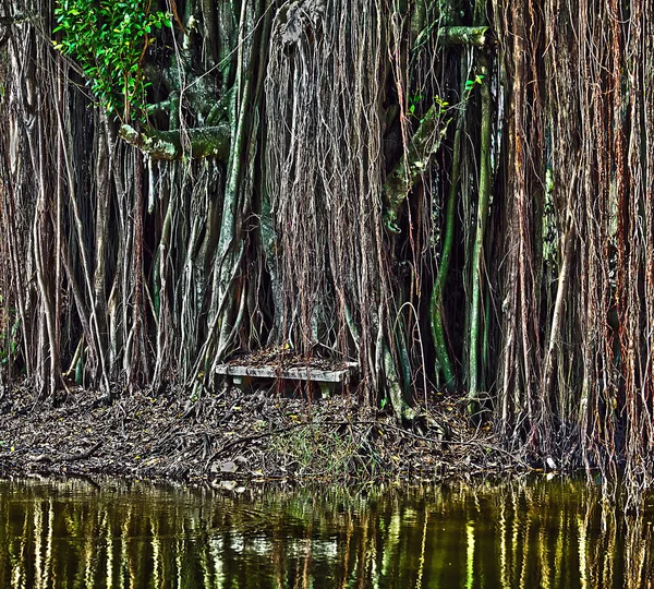 Rio tropical, selva em ambas as margens — Fotografia de Stock