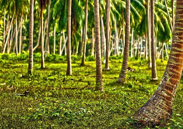 Пальмовый лес — стоковое фото