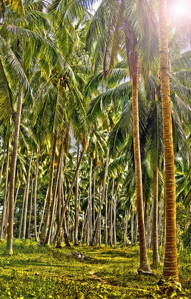 Palms forest — Stock Photo, Image