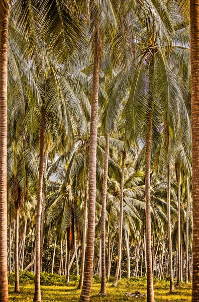 Las Palm — Zdjęcie stockowe